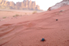 Beetle, Wadi Rum, Jordan